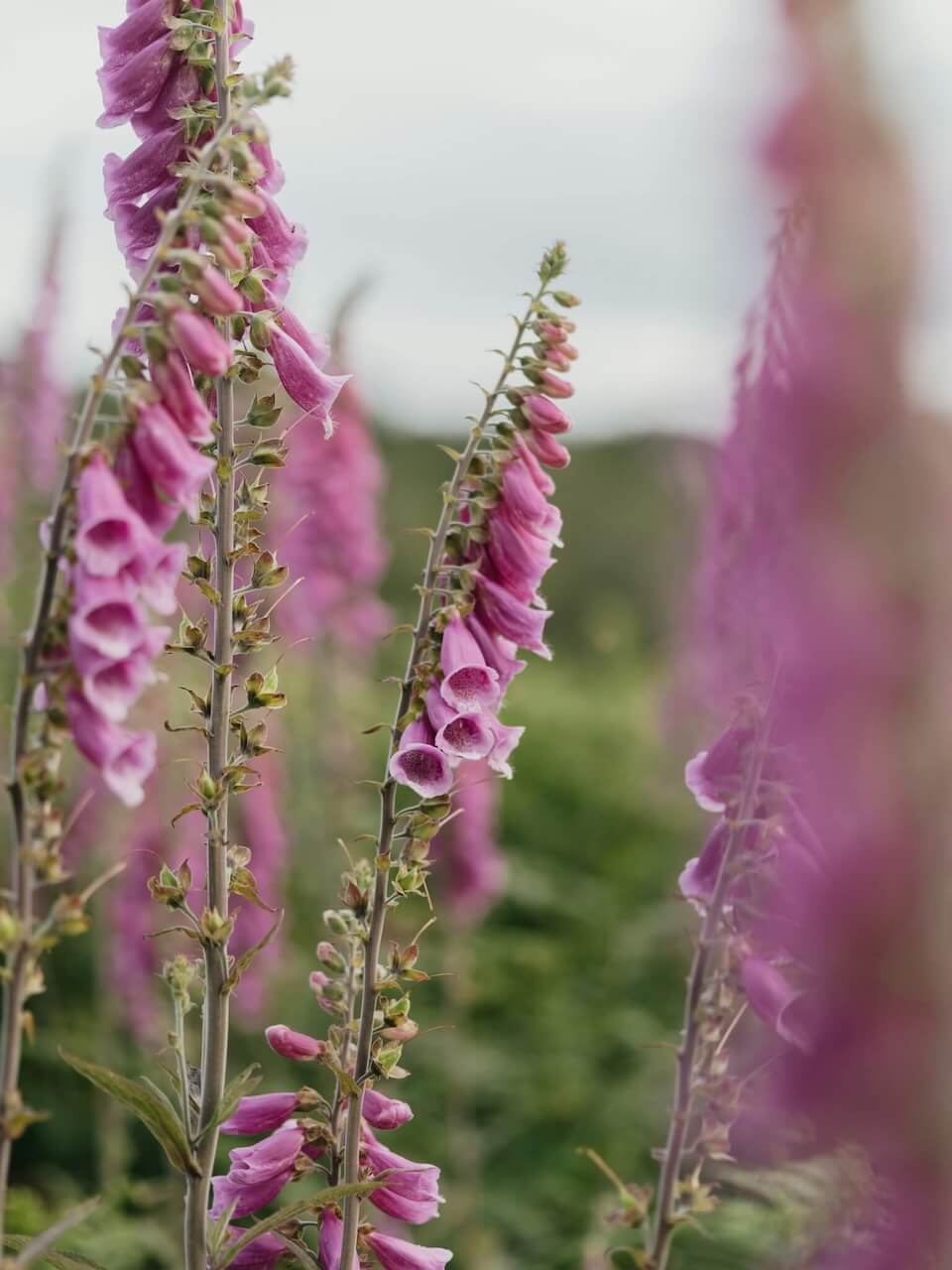 Foxglove - Photo by Annie Spratt on Unsplash